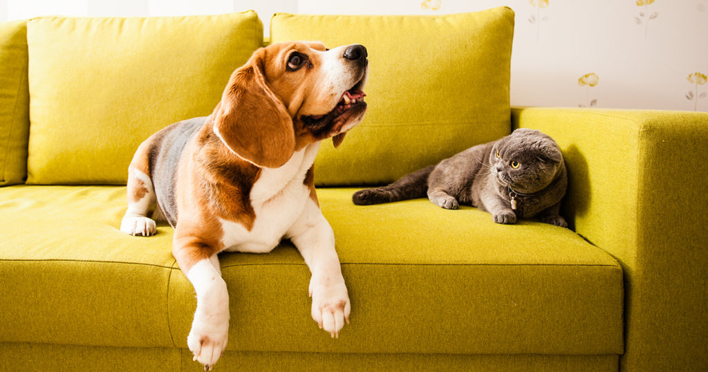 Pet ownership affects home sales and purchases
